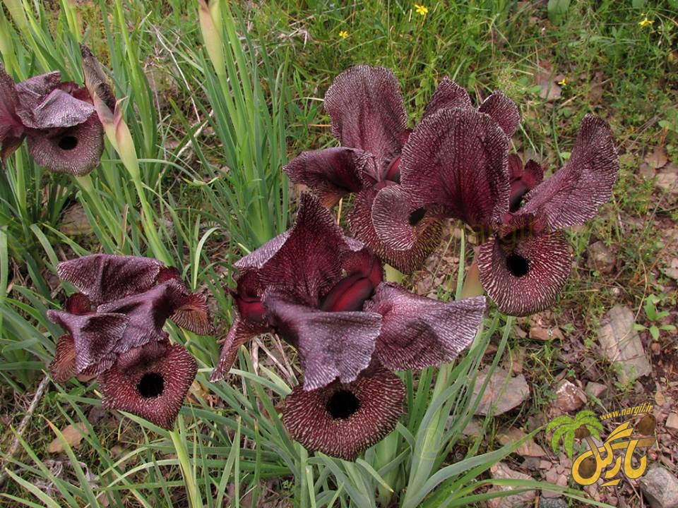 Iris iberica